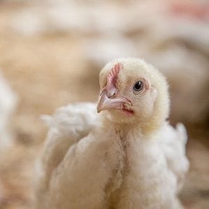 Why KFC needs to pay attention to Millennial concerns over chicken welfare Why KFC needs to pay attention to Millennial concerns over chicken welfare